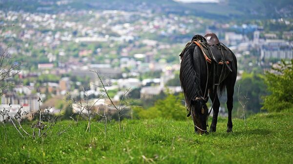 Лошадь пасется на вершине горы близ Кисловодска