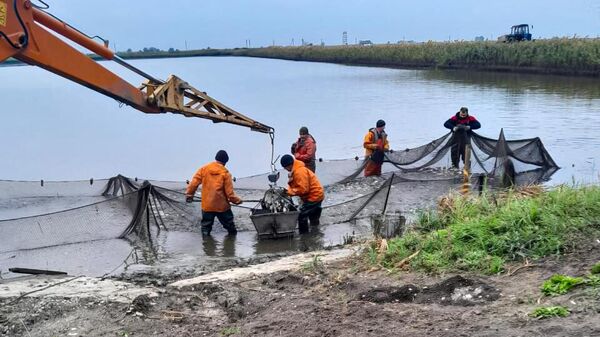 Зарыбление водоема Кавказского казачьего отдела