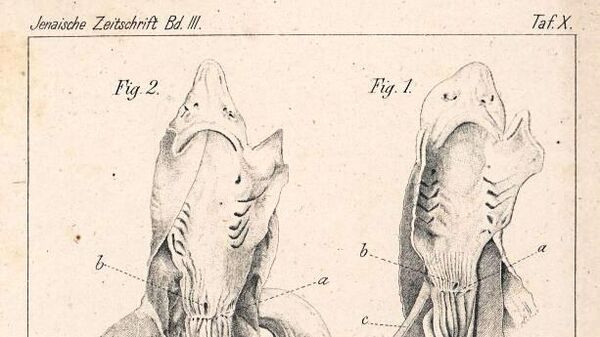 Рисунки препарированной акулы Миклухо-Маклая