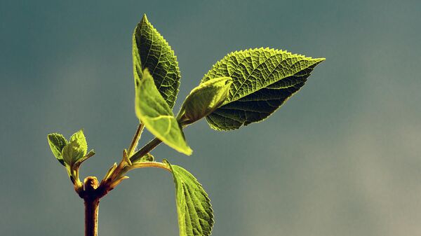 Саженец дерева