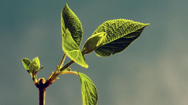 Саженец дерева