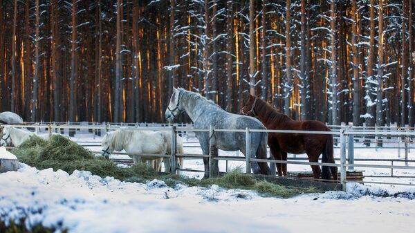 Конюшня Музея-заповедника М.А.Шолохова