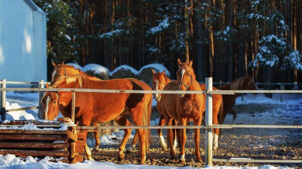 Конюшня Музея-заповедника М.А.Шолохова
